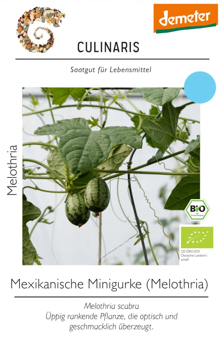 Mexikanische Minigurke (Melothria)