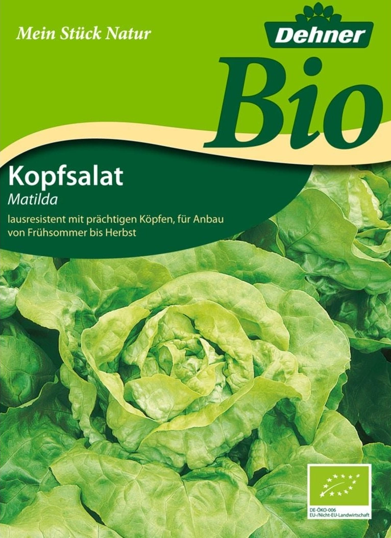 Kopfsalat Matilda